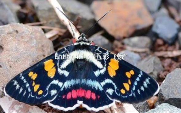 飞蛾图片大全