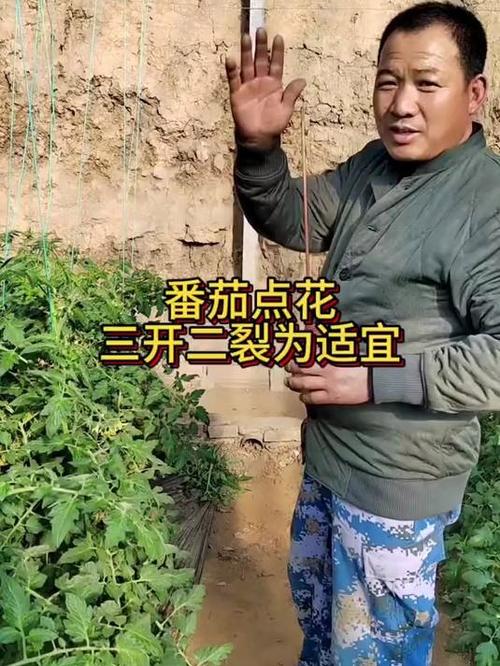 西红柿点花正确方法