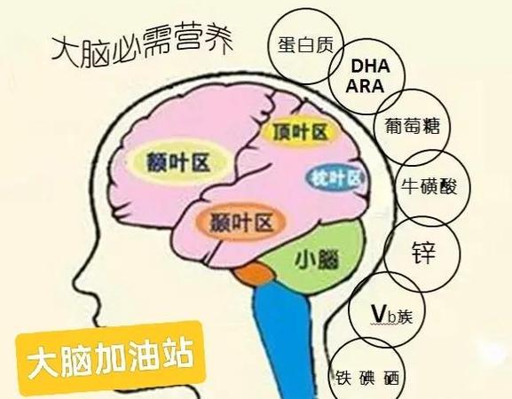 青少年能量来源