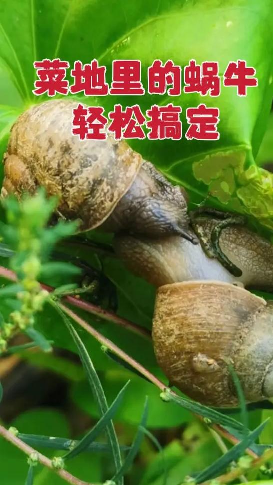 怎么去除蜗牛