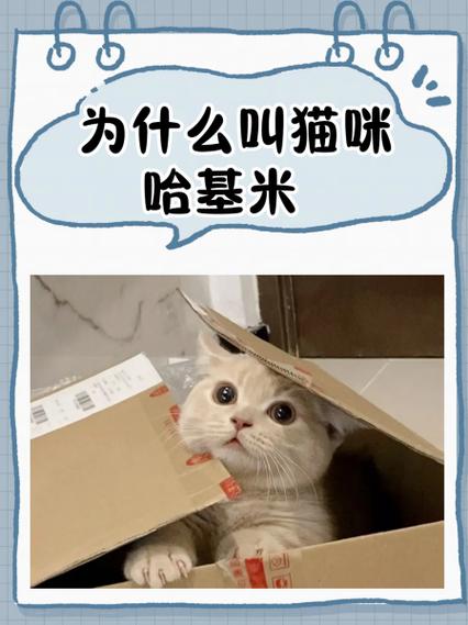猫咪之歌歌词