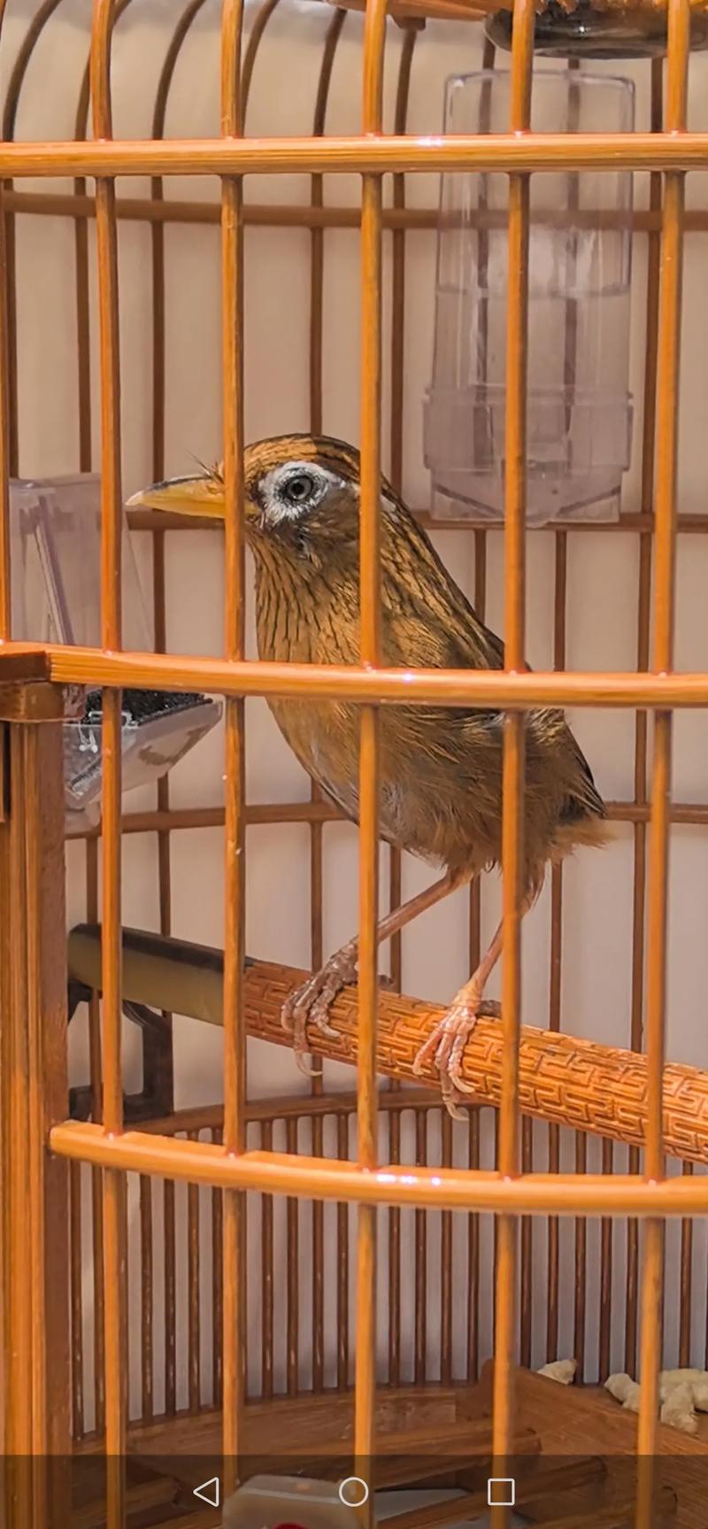 画媚鸟的十大忌讳