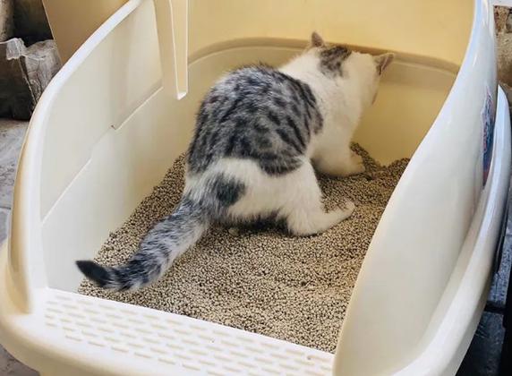 怎么引导猫去新的猫砂盆位置