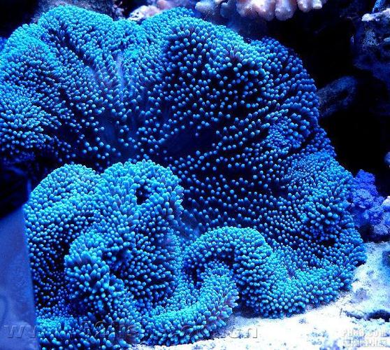 长须紫地毯海葵
