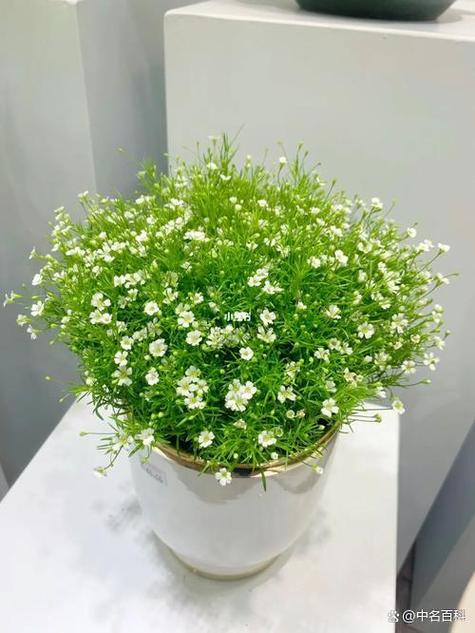 满天星最旺的三个属相