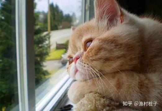 猫咪频繁喵喵叫的原因