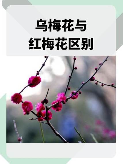 乌梅真假图片