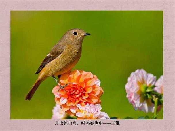 百花齐放比喻什么动物