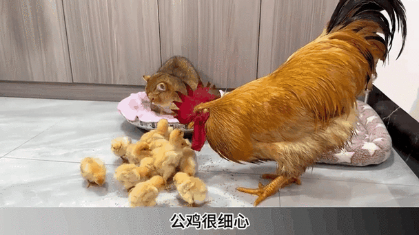 母鸡和母鸡打架怎么办
