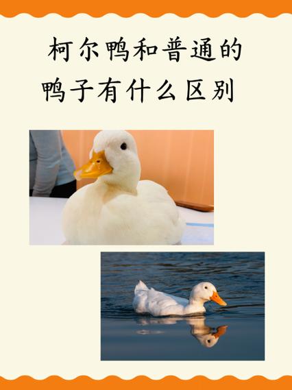 暖羊羊喜欢的鸭子叫什么