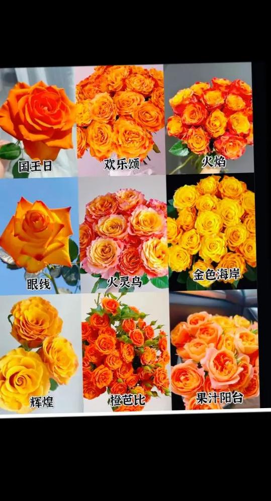 橙色 花