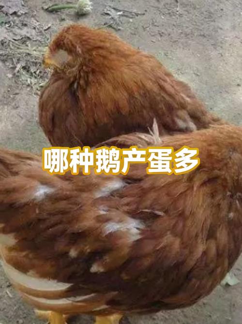 哪种鹅产蛋多蛋又大