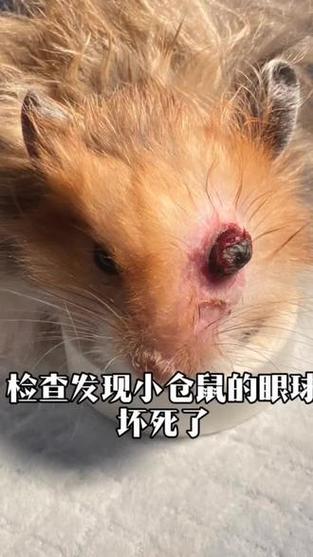 仓鼠眼球突出图片