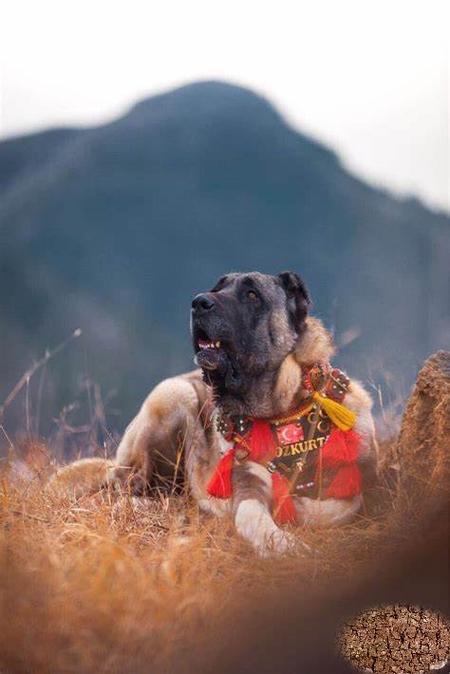 坎高犬最怕什么犬