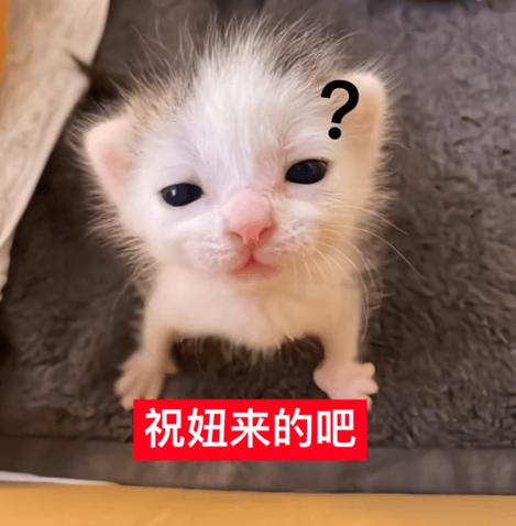 很萌的表情包一套
