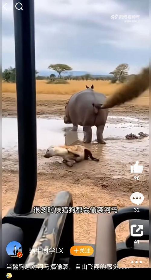 河马喷稀粪威力多大截图2