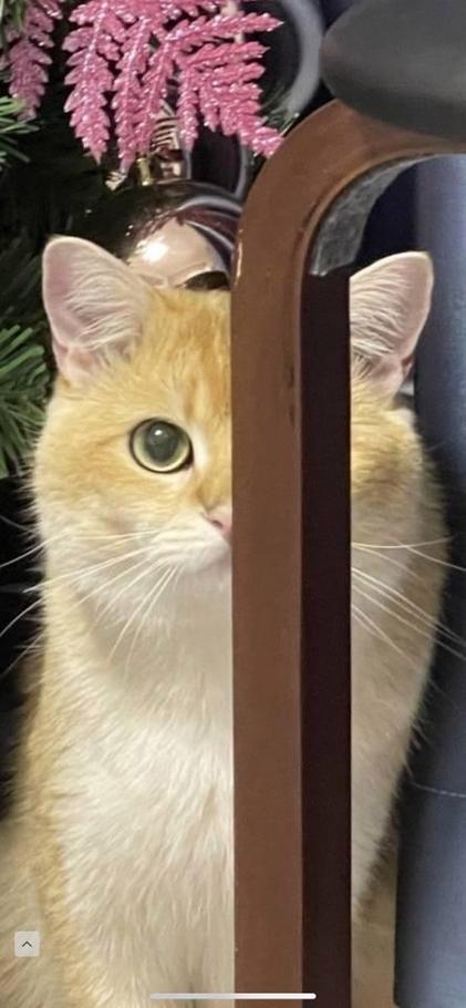 天下无猫类似