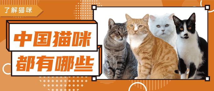 天下无猫类似截图2