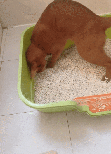 天下无猫类似截图3