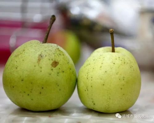 梨为什么变成面的了