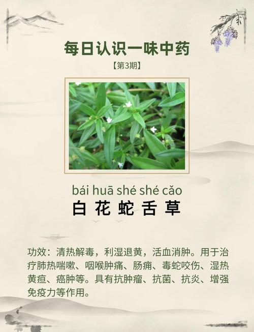 白花蛇舌草有什么药用价值