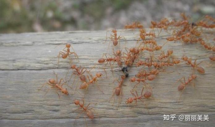 家里招蚂蚁是什么原因