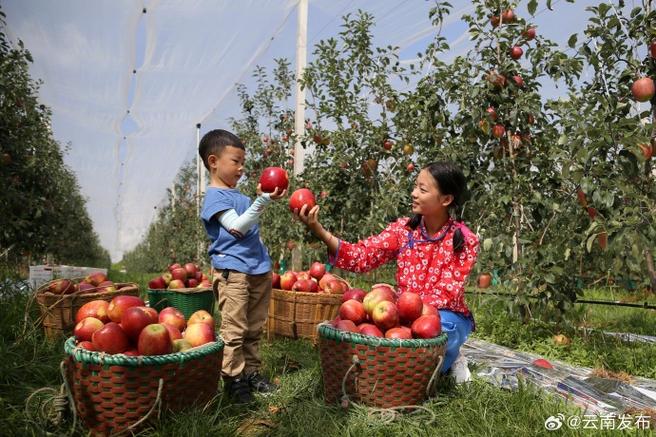 我在云南有个果园