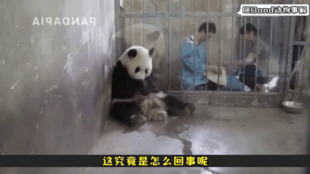 熊猫一生能生几个宝宝