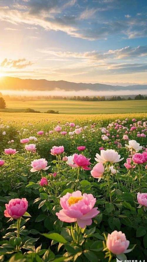 百花齐放