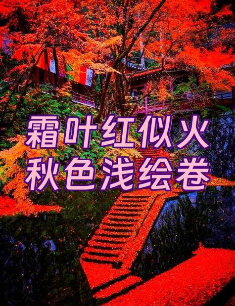 秋日红叶图片大全