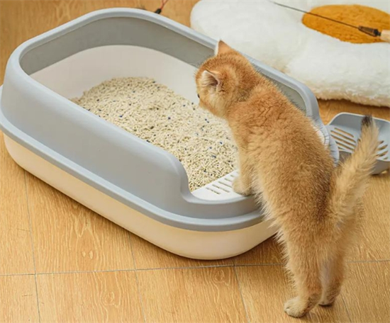 猫砂盆的位置可以换吗图标