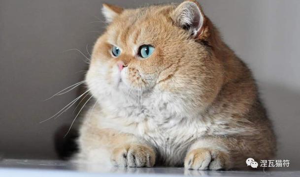 黑金渐层猫是什么品种