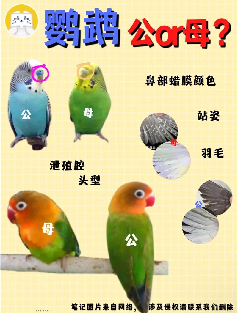 鹦鹉和招财猫颜色变浅咋办