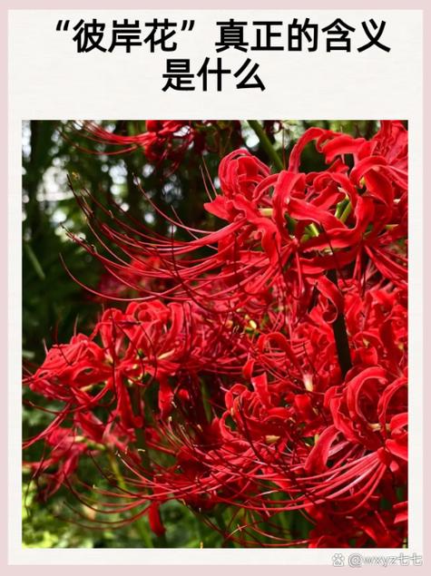 彼岸花的寓意是什么