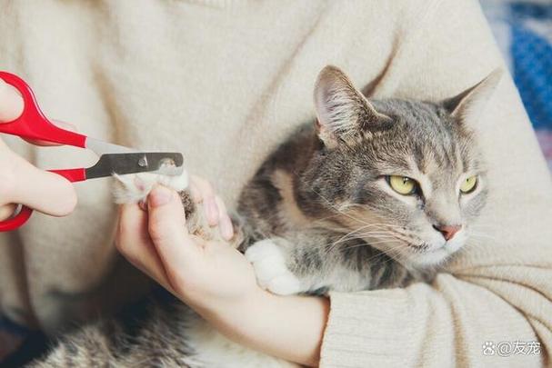 修猫啥意思