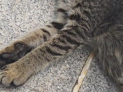 修猫啥意思截图2