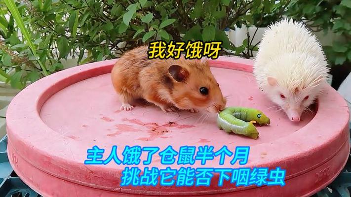仓鼠饿了半个月