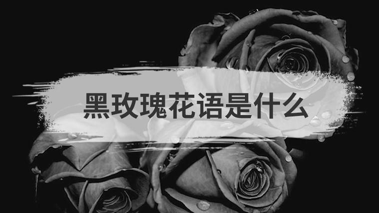 黑玫瑰代表什么含义