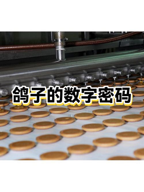鸽子最正确三个数字