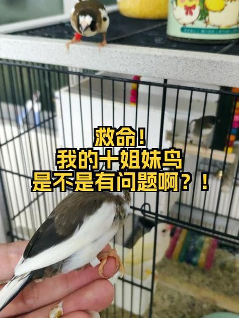 孩子养小鸟的好处和坏处