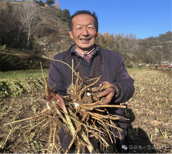 什么药材种植一年就可以收获