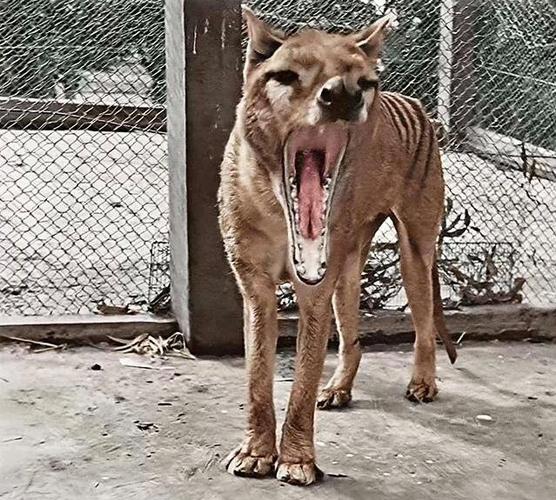 袋狼是犬科吗