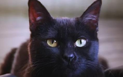 黑猫可以带来好运吗