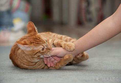 小猫扑人手