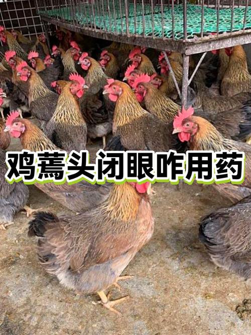 鸡没精神,闭眼,缩头用啥药