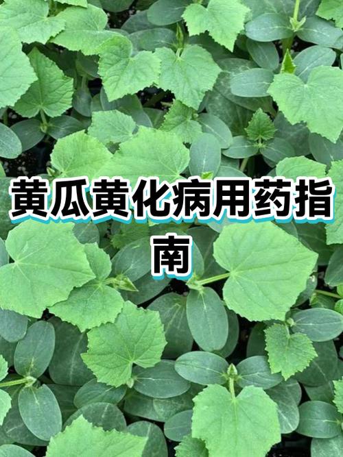 黄瓜的黄化病怎么治