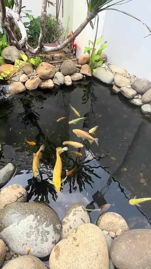 养鱼池图片