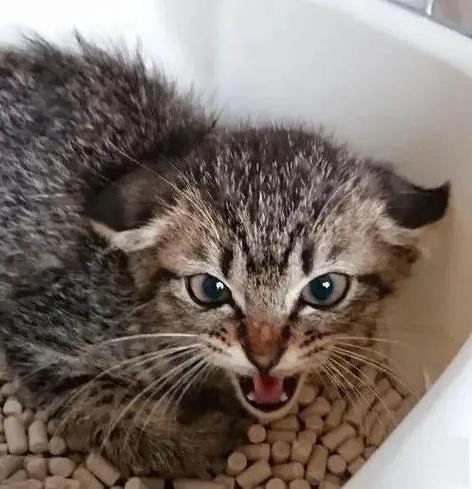猫咪发出像卡着的怪声