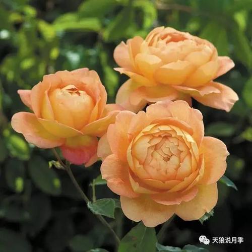 天狼说夏洛特夫人