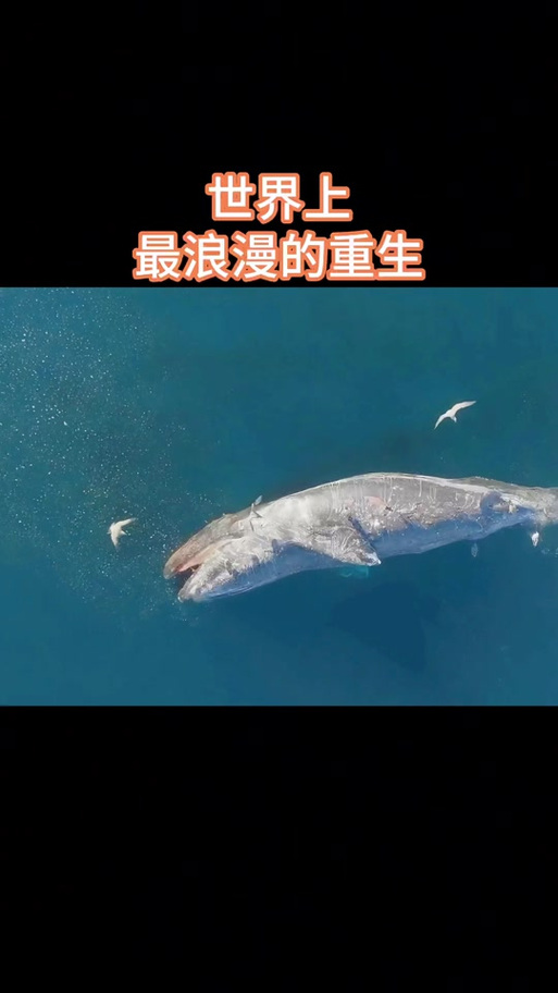 鲸落的过程视频